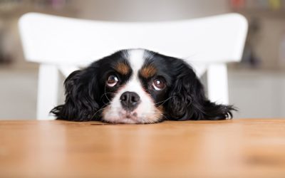 Ways to Help a Constipated Dog