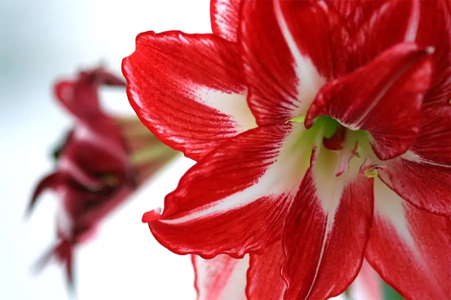 Amaryllis Flowers and Pets