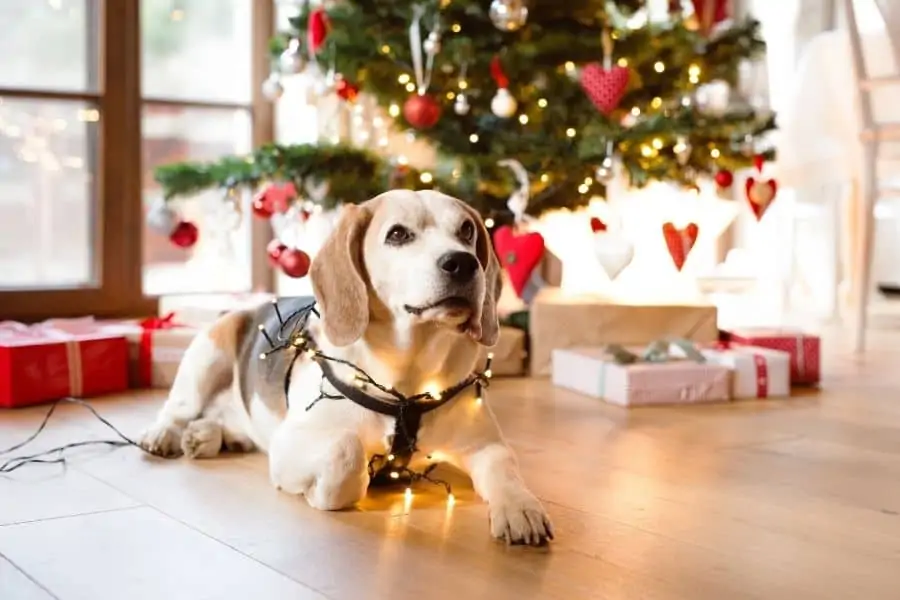 Christmas Trees and Dog Safety