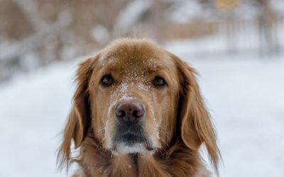 Cold Weather and Your Dog How to Protect Them During Winter Months