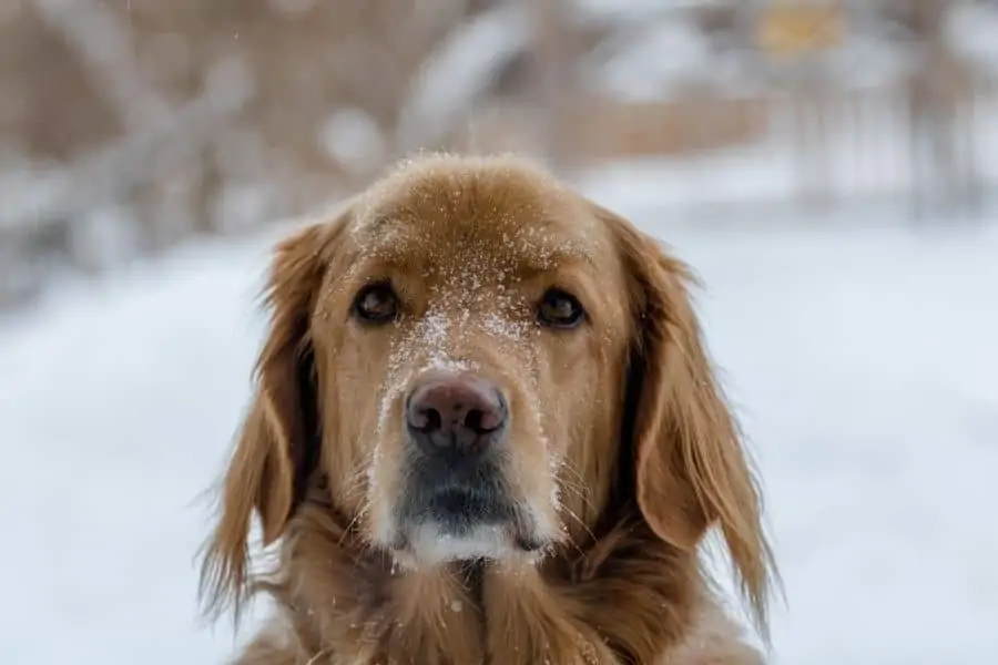 Cold Weather and Your Dog: How to Protect Them During Winter Months