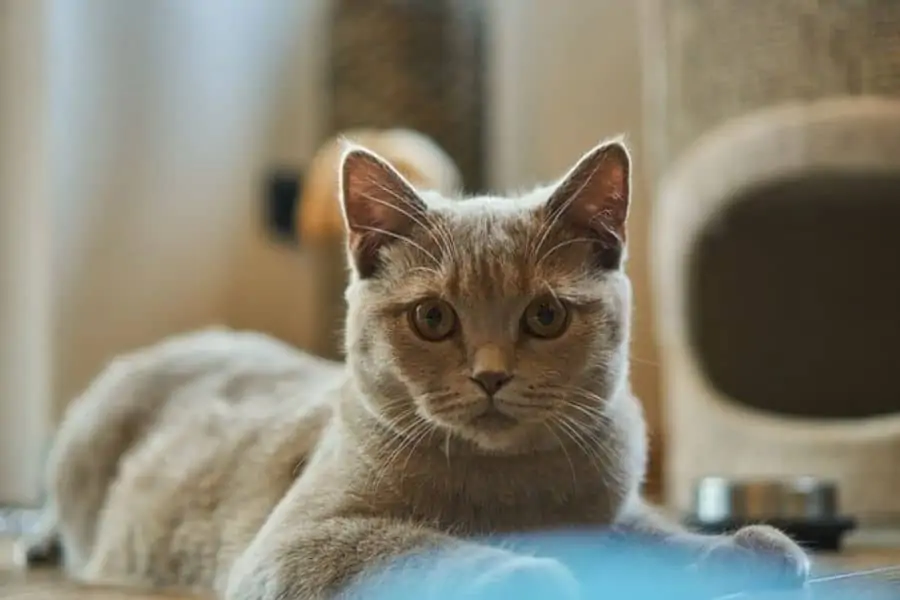 Creating A Cat Playground