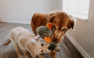 Older Dog’s Tolerance With Puppies