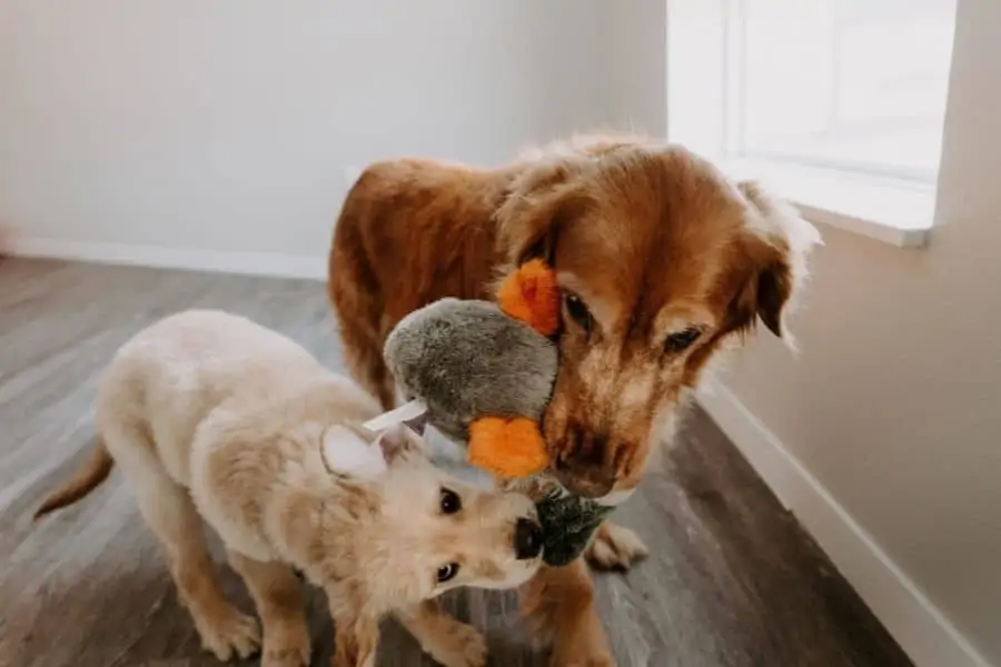 Older Dog’s Tolerance With Puppies