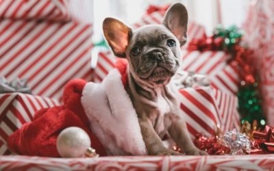 Pet-Pleasing Holiday Gifts