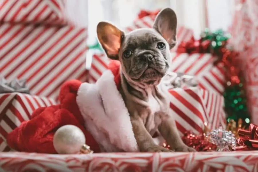 Pet-Pleasing Holiday Gifts