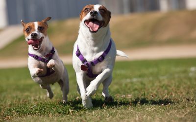 4 Tips for Exercising Your Dog