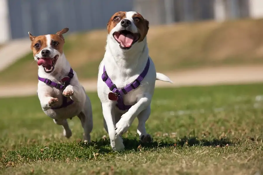 4 Tips for Exercising Your Dog