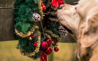 Toxic Holiday Plants For Pets