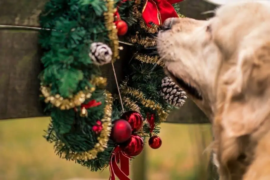 Toxic Holiday Plants For Pets