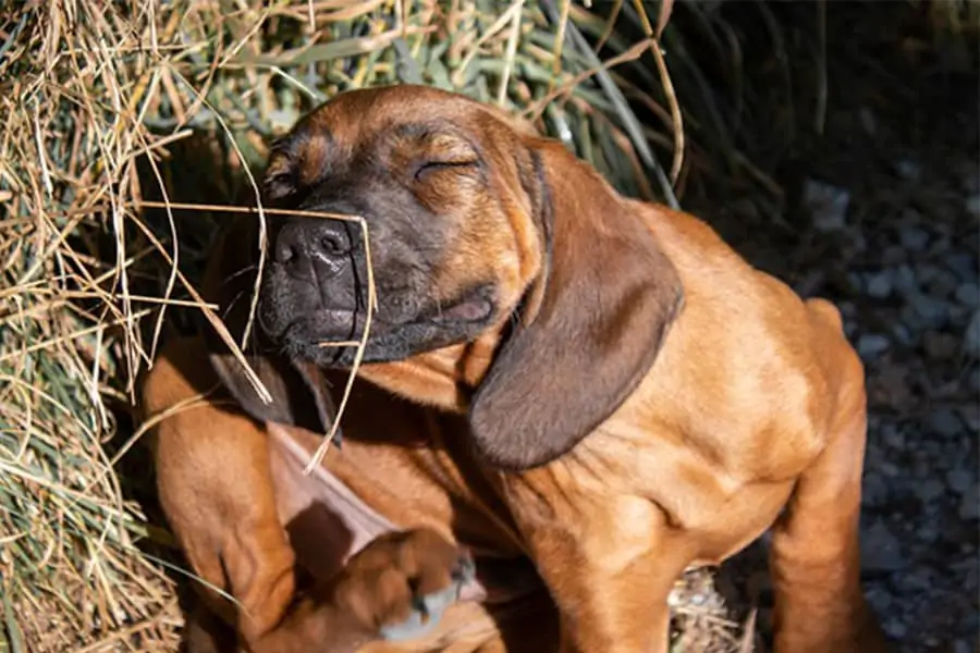 5 Common Pet Allergies