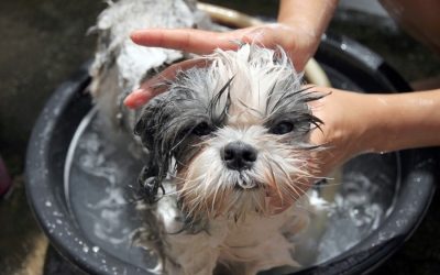 Dog Bathing Frenzy