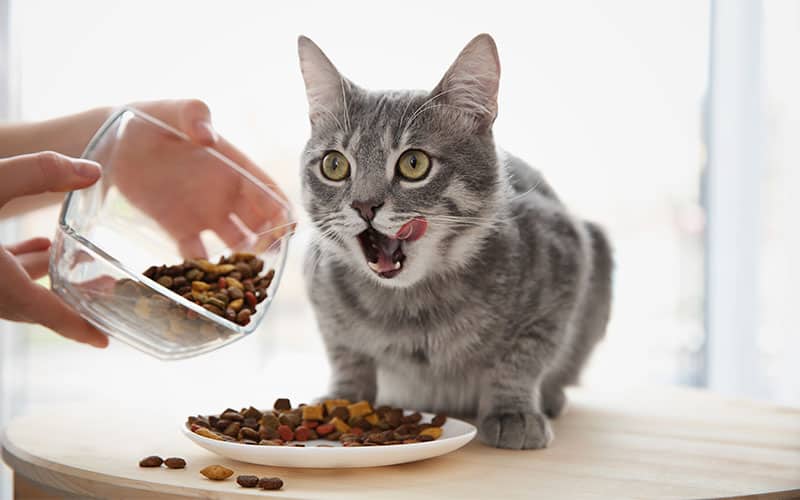 Is Wet or Dry Cat Food Better?