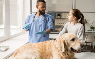 Pet Insurance Cost: The Definitive Guide