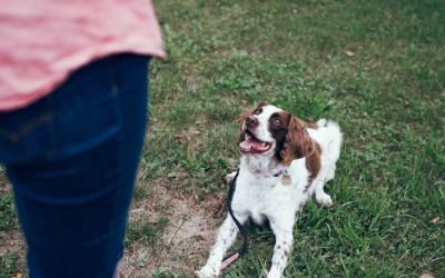 Dog Training – Basic Commands