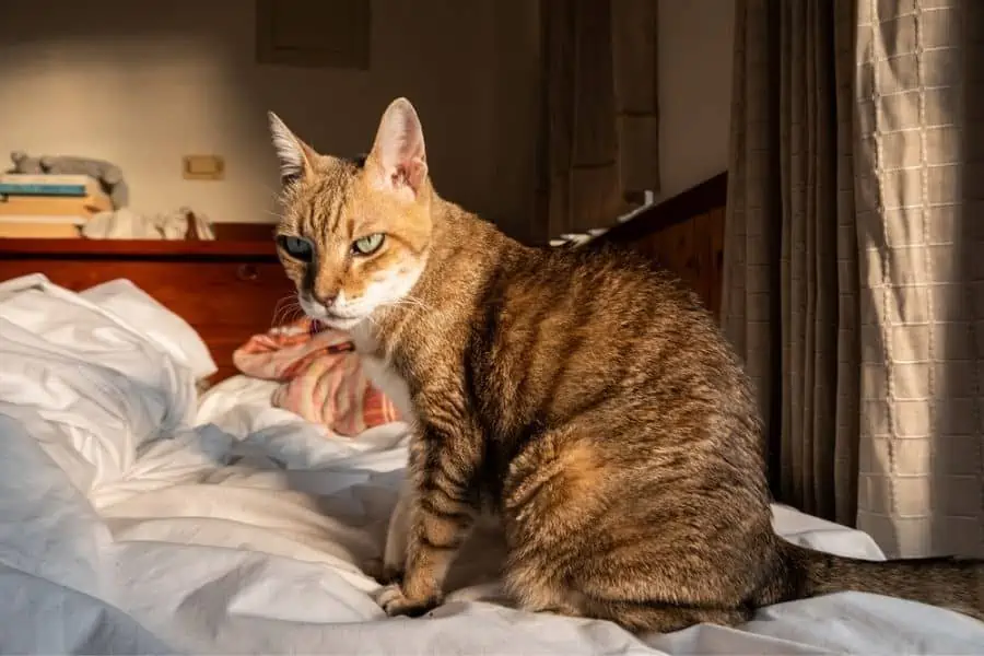 Training A Cat To A New Environment