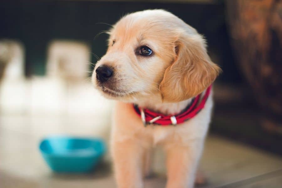 Dog Training Basics – Training Your New Puppy