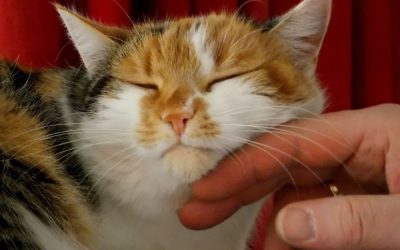 Tips For Understanding Your Cat