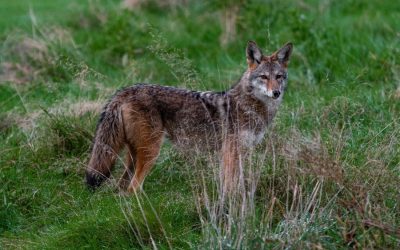Coyote Safety and Pets