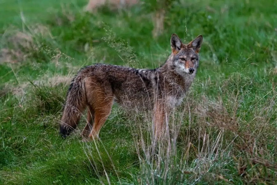 Coyote Safety and Pets