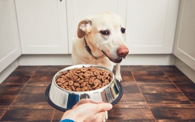 Your dog's feeding schedule