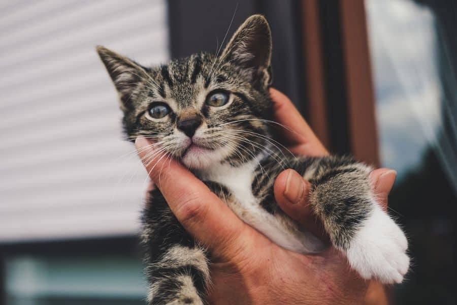 7 Things You Should Know Before Going to Buy a Kitten