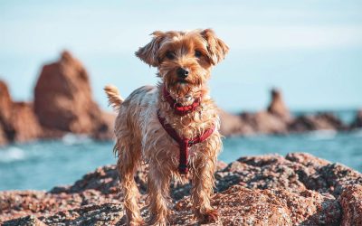 Dog Safety at the Beach