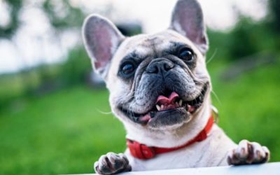 How to Start a New Business With a Happy Pet in Tow
