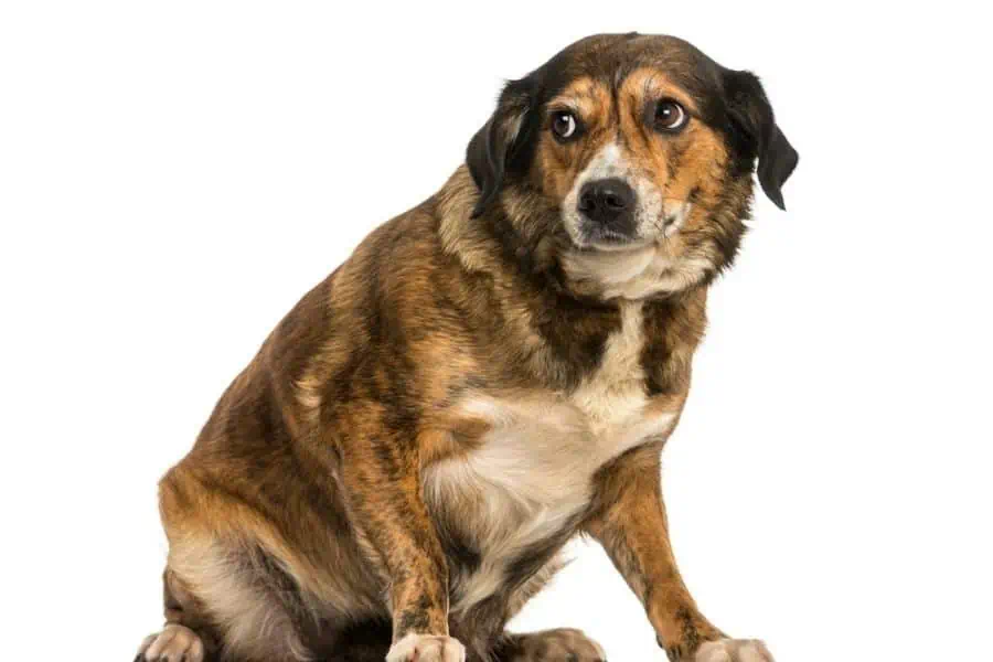 Training Your Shy Or Fearful Puppy Or Dog