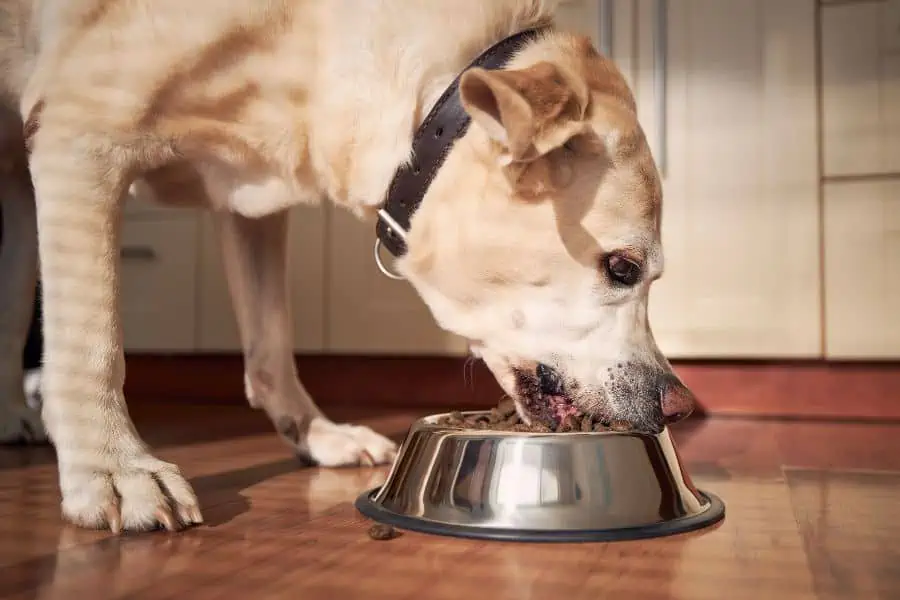 Is There a Difference in a Senior Dog Diet?