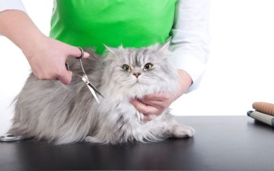 Pet Grooming Options For Cats