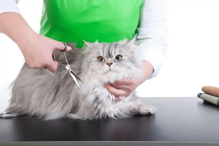Pet Grooming Options For Cats