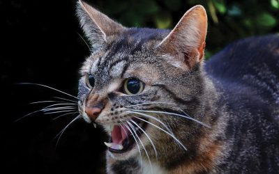 Understanding Your Cat’s Aggressive Behavior