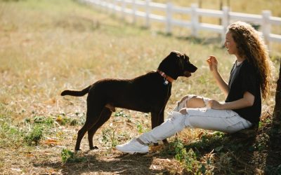 Keeping Your Dog Motivated During Training