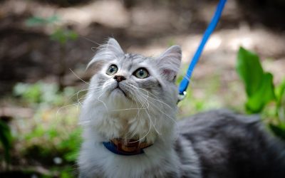 Cat Training Aids