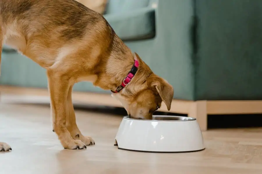 Natural Foods For Your Dog