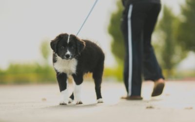 Exercising Your Developing Puppy
