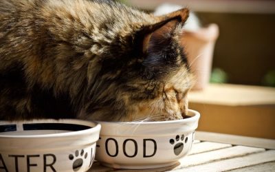 Feeding Your Cat Freeze-Dried Food
