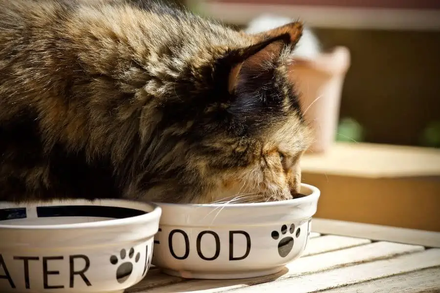 Feeding Your Cat Freeze-Dried Food