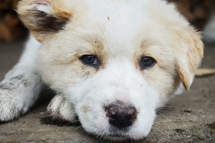 Getting The Stink Out Of Your Dog