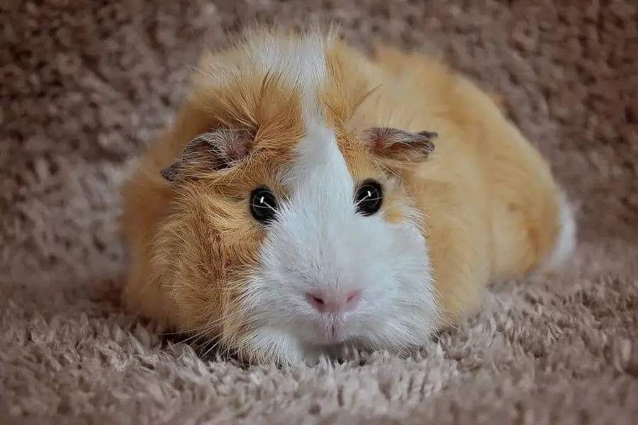 Grooming Your Pet Guinea Pig