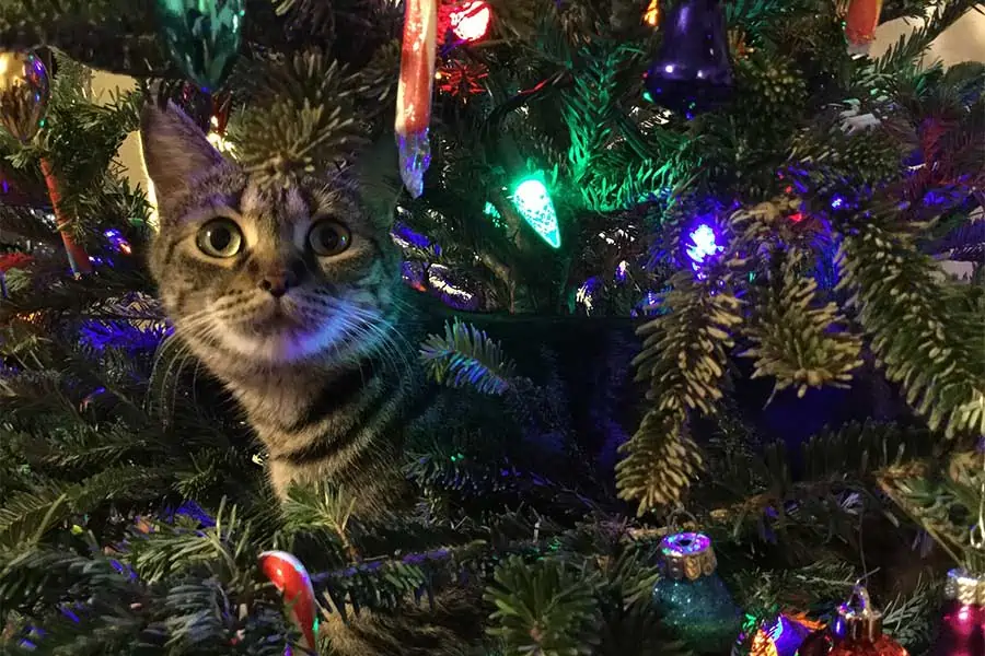 9 Holiday Pet Hazards