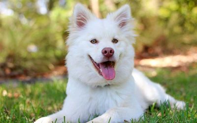 7 Common Myths About Your Dog