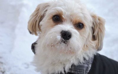 8 Winter Activities To Enjoy With Your Dog
