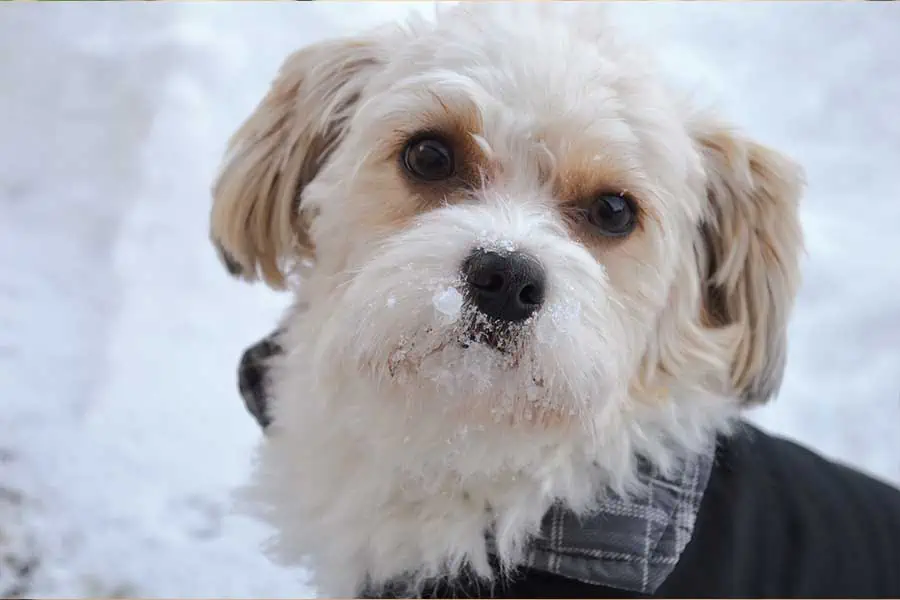 8 Winter Activities To Enjoy With Your Dog