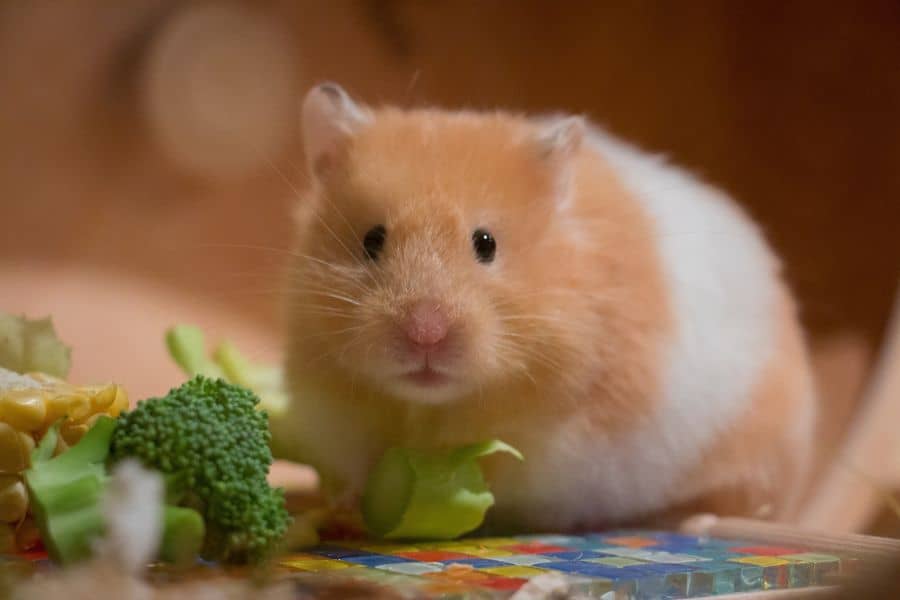 Complete Guide to Caring for your Hamster