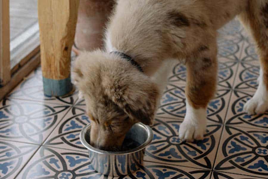Where to Find the Best Food for a Nutritious Dog Diet