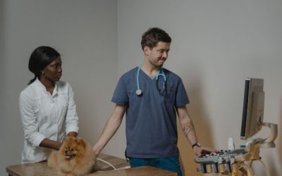 4 of the Best Career Choices for Animals Lovers to Pursue in 2023