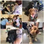 Gwinnett Humane Society Resources Page