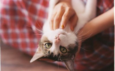 How to do a Weekly Health Check on your Kitty